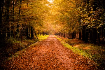 Photo sur Plexiglas Automne Paysage d& 39 automne avec route et beaux arbres colorés