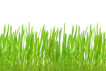 Green grass isolated on white background