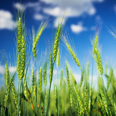 Obraz premium Wheat field and blue sky with white clouds. Agriculture scene