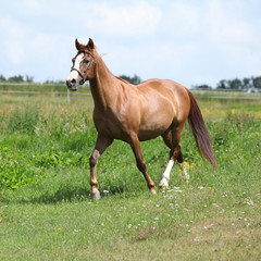 Naklejka na ściany i meble Nice chestnut horse running on meadow