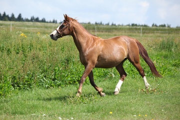 Nice chestnut horse running on meadow