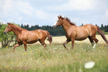 Fototapeta premium Two chestnut horses running together
