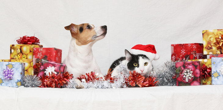 Christmas Jack Rusell terrier with a cat