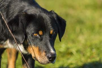 Black dog, close-up