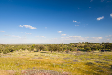 Pastures in Extremadura, Spain. Many oak trees and blue sky