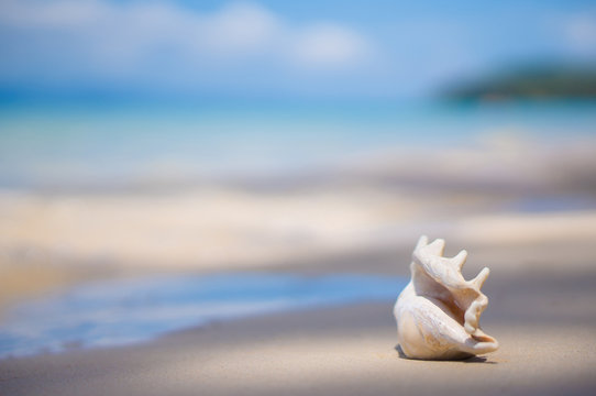A beach with seashell of lambis truncata on wet sand. Tropical p