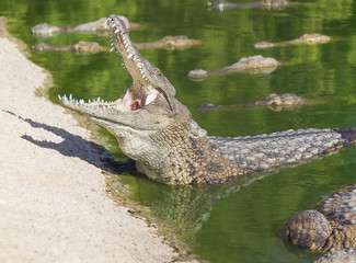 large American crocodile with an open mouth