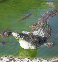 alligator lies in the water