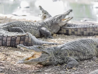 Crédence de cuisine en verre imprimé Crocodile trois crocodiles américains
