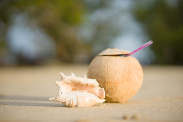 Fototapeta na wymiar A beach with seashell of lambis truncata and coconut with straw