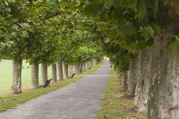 Platanus tree lined road or avenue