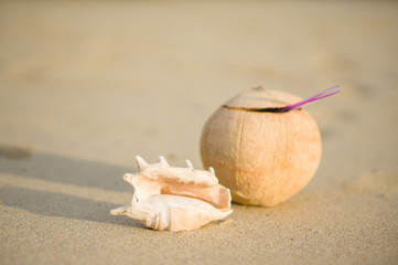 A beach with seashell of lambis truncata and coconut with straw