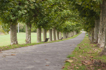 Platanus tree lined road or avenue
