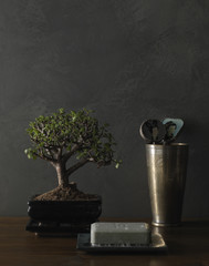 Bonsai and soap