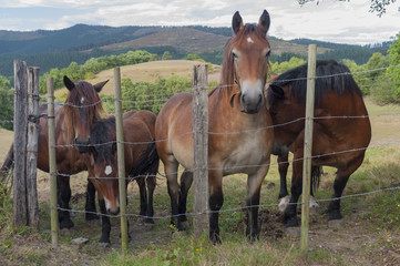 Some horses in a field. Farmland