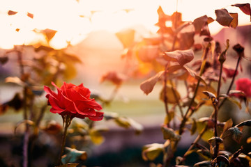 Red rose in the garden