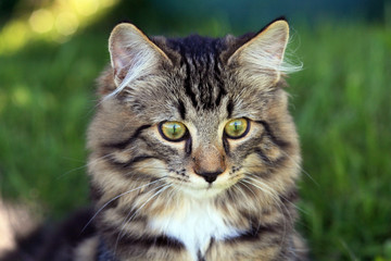 Fototapeta premium Junge Norwegische Waldkatze