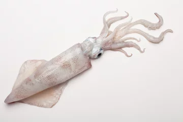 Foto auf Acrylglas squid © hiphoto39