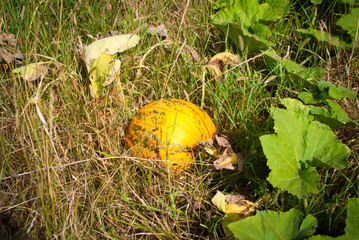 Big yellow pumpkin