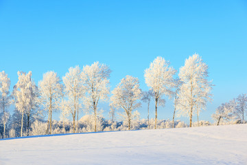 Frosty treeline in winter landscape