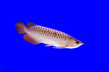 Arowana Fish