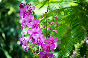 Colourful orchid flowers on bright summer day