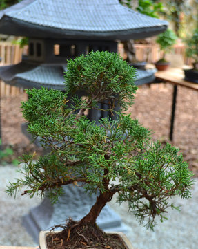spruce bonsai