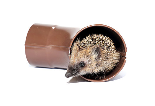 Small forest hedgehog, gets out of the drainpipe