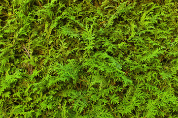 Grüne Hecke, formatfüllend