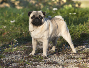 Close-up of Pug on the green grass i