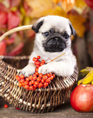 pug puppy