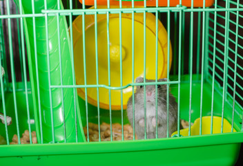 Хомяк сидит в клетке