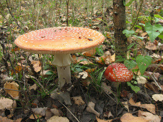 amanita