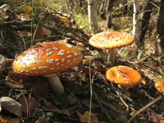 amanita on the hill