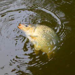 Fishing catch. The Common Carp ( Cyprinus Carpio ). 