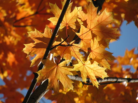 Acer platanoides (Norway maple) fall foliage
