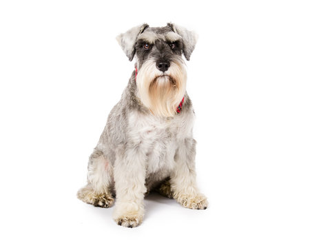 Picture of a miniature schnauzer sitting on a white background