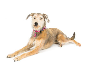 Picture of a terrier cross whippet laying on a white background