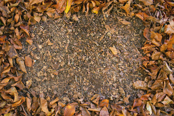 Autumn frame
