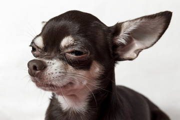 chocolate chihuahua portrait