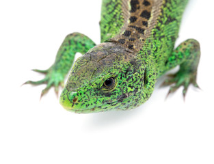 Obraz premium Lizard