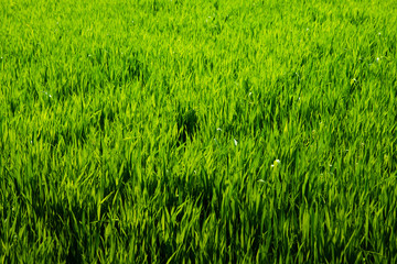 Green grass texture from a field