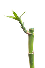 Fototapeta premium Bamboo isolated on white