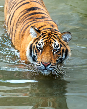 Amur Tiger