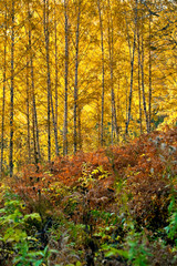 Fototapeta na wymiar Trees in autumn forest