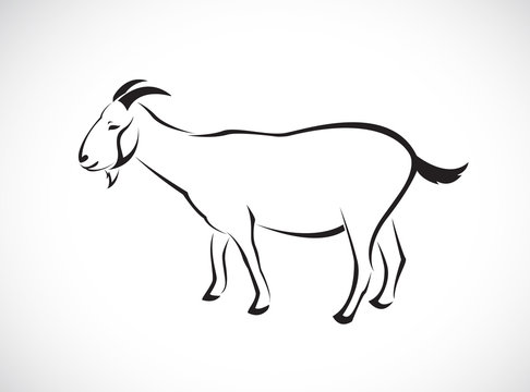 Vector image of an goat on white background