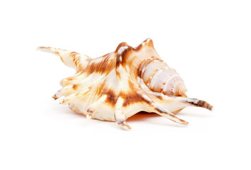 Shell isolated on white