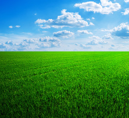 field of spring grass and beautiful sky