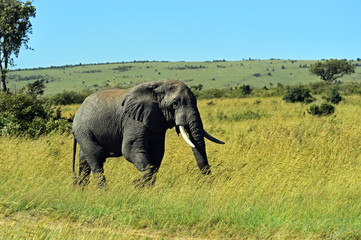 Naklejka na ściany i meble African elephants