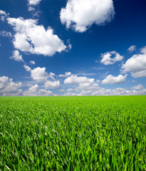 Background image of lush grass field under blue sky - 71497154